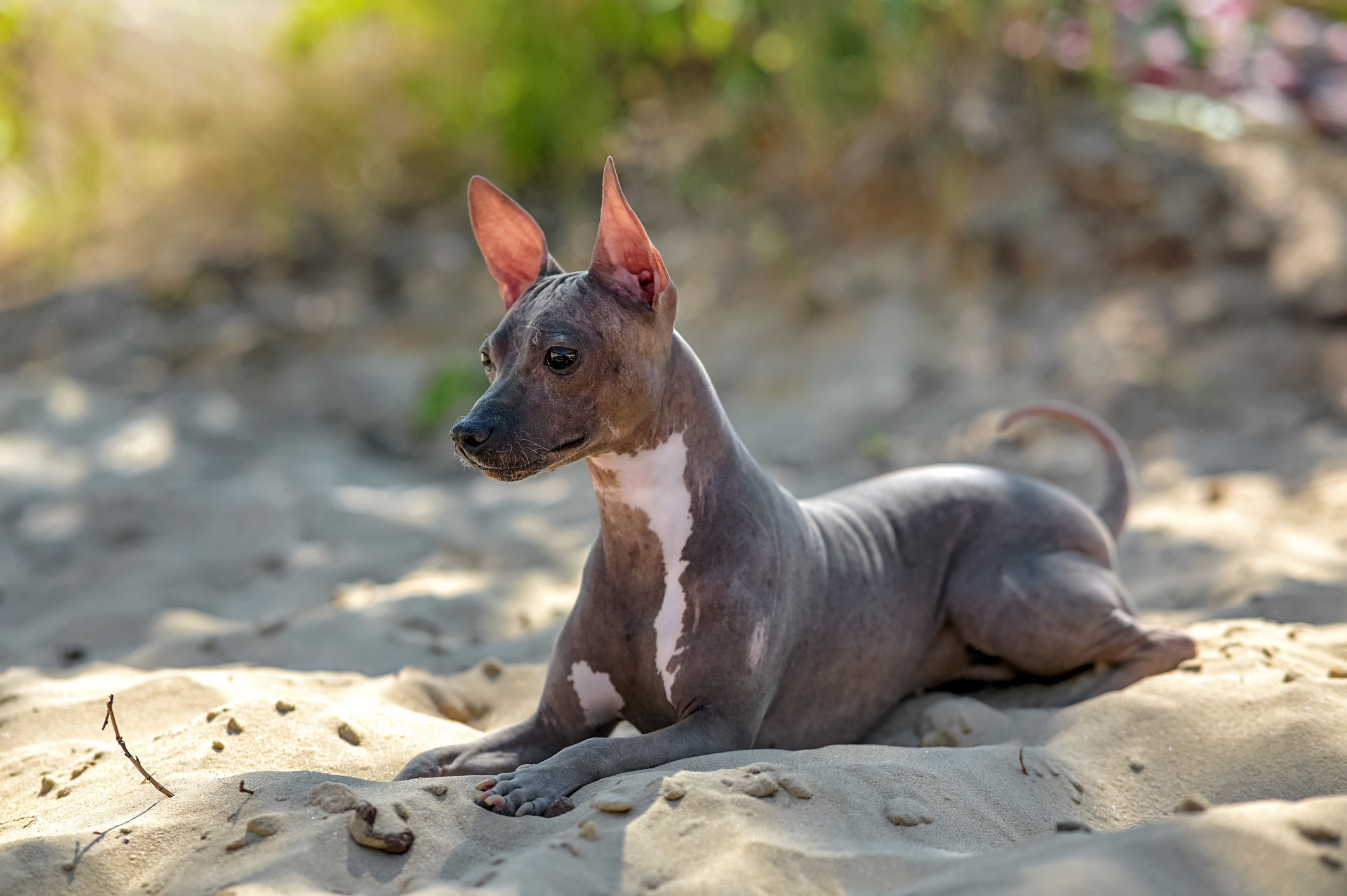 O cachorro que não tem pelo precisa de cuidados diários com protetor solar e hidratante de uso veterinário