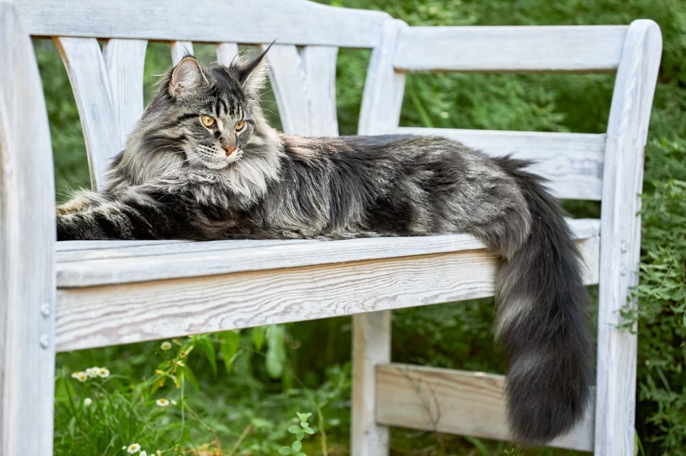 Gatos machos da raça Maine Coon podem pesar até 14 kg