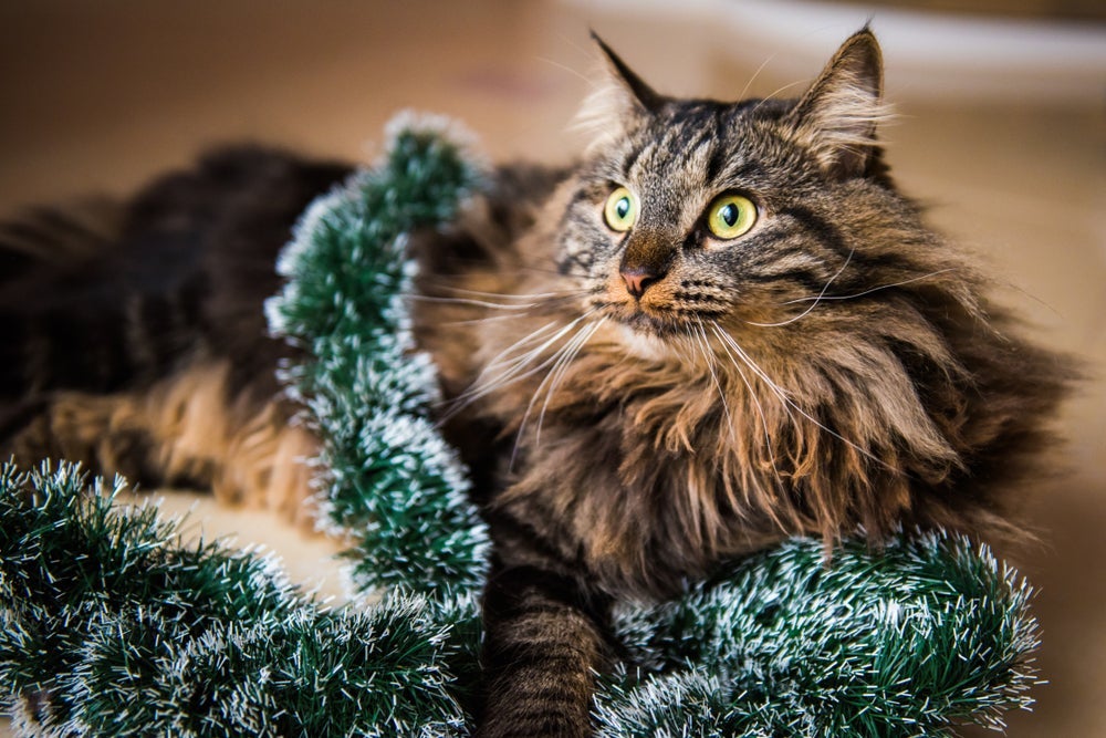 Adaptado ao frio, o gato Norueguês da Floresta tem corpo robusto, pelagem longa e patas fortes