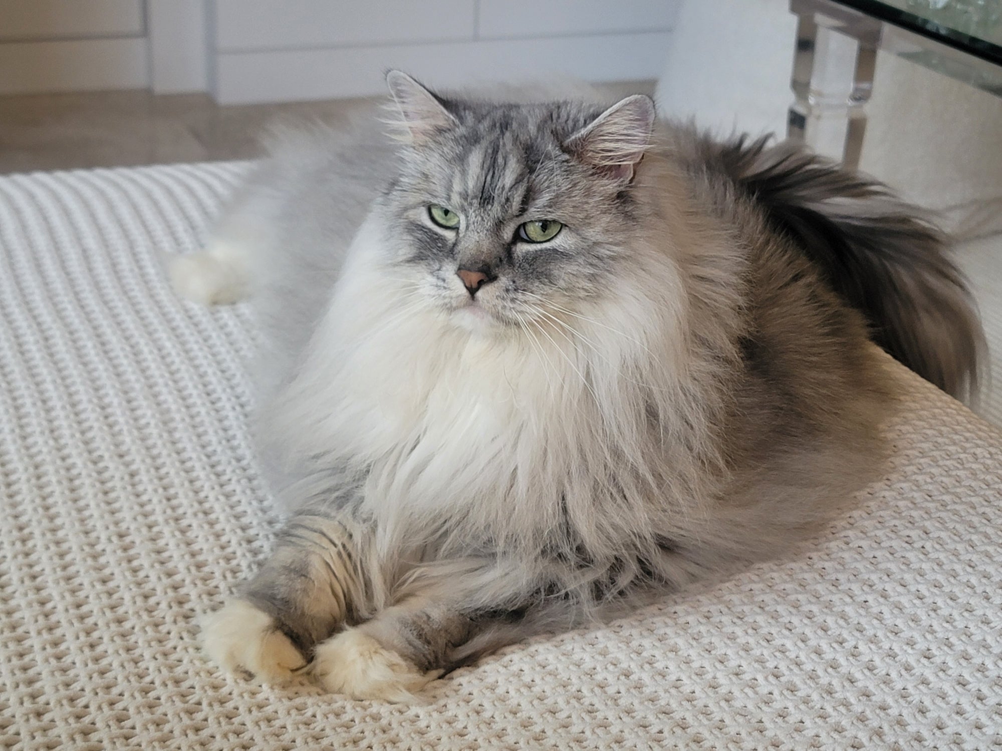 O Ragamuffin tem características semelhantes ao Ragdoll e chega a pesar 10 kg
