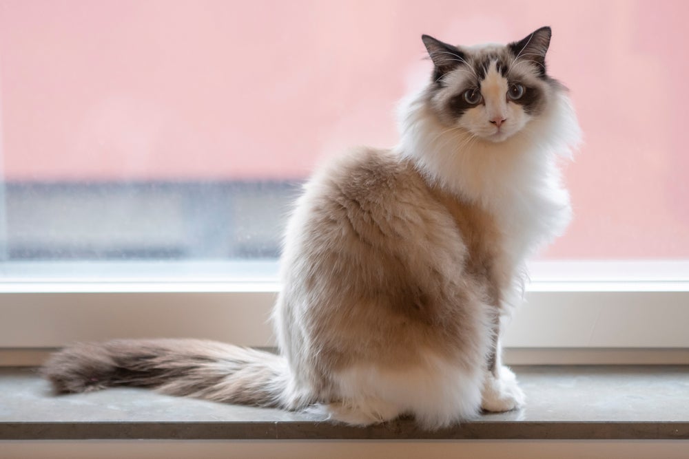 O Ragdoll tem pelagem longa e macia, além de olhos azuis encantadores