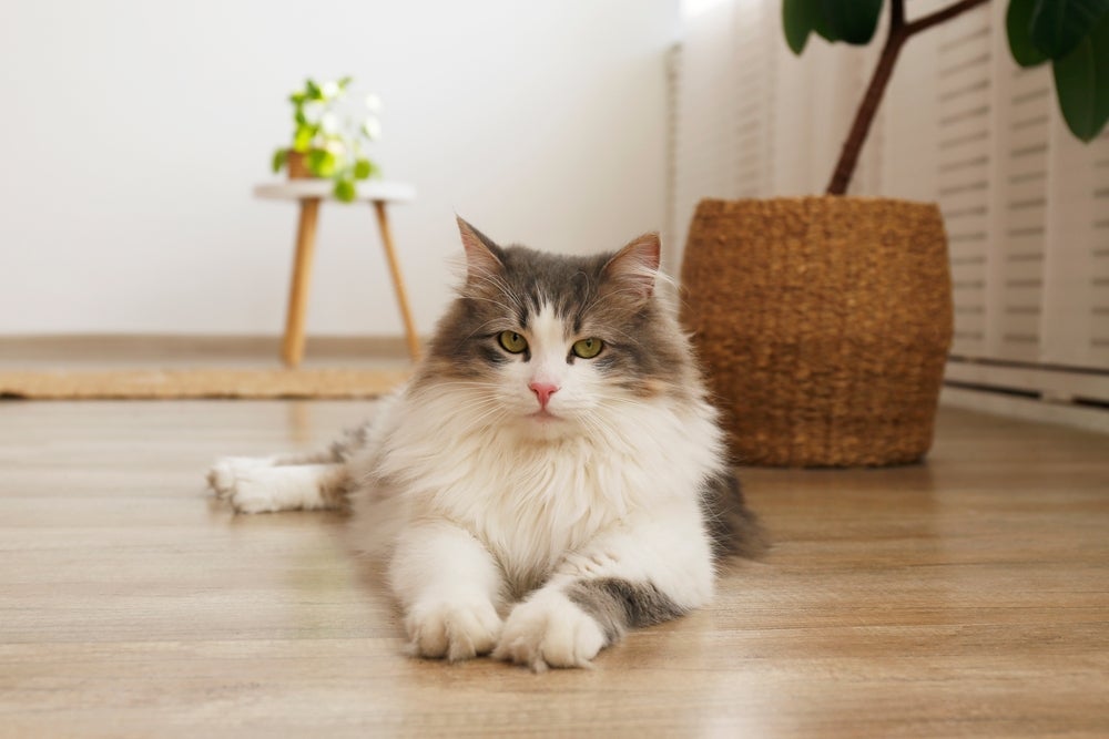 Apesar de peludo, o Siberiano é bastante tolerado por pessoas com alergia a gato