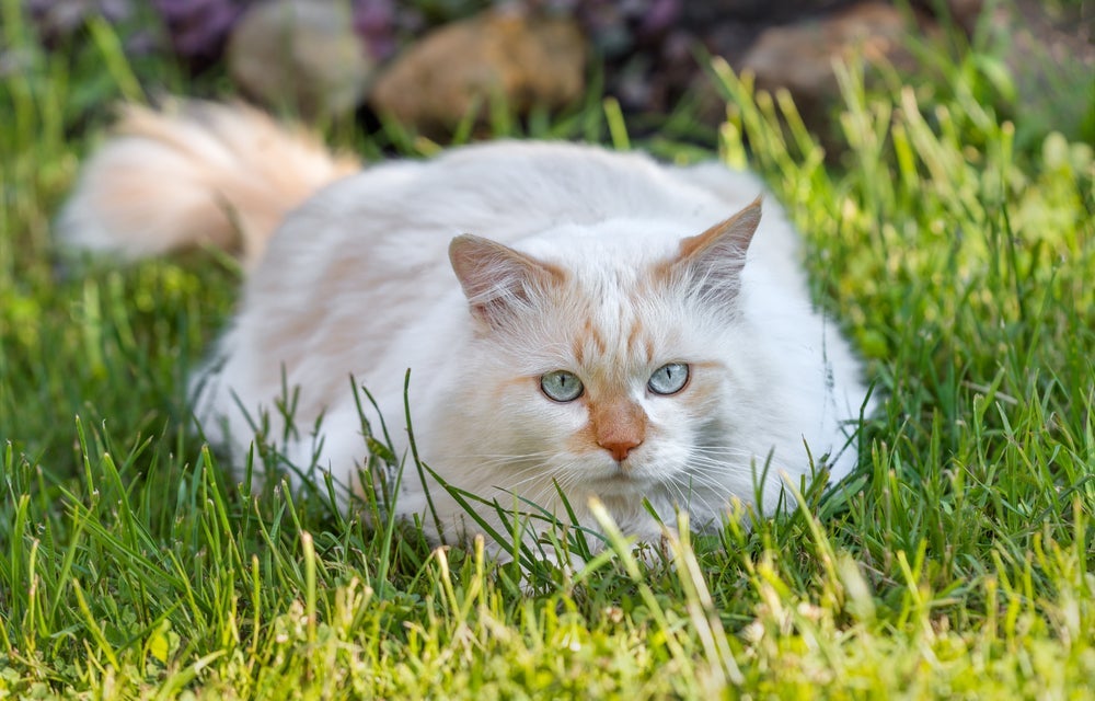 O gato grande da raça Van Turco adora água e pode se divertir nadando