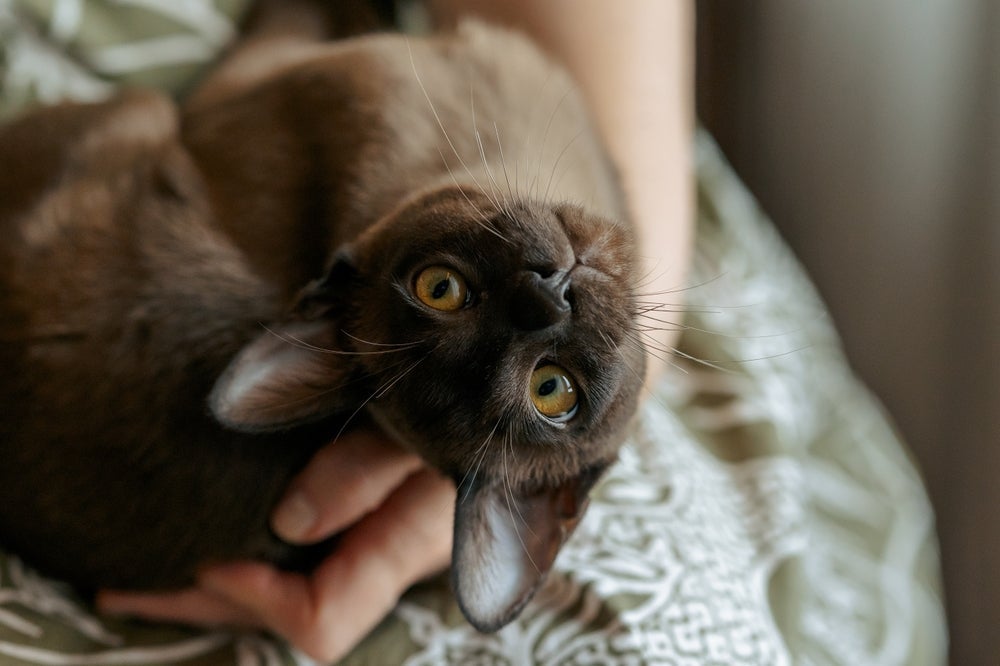 O Burmês é um dos gatinhos mais apegados de todos e não dispensa um colo