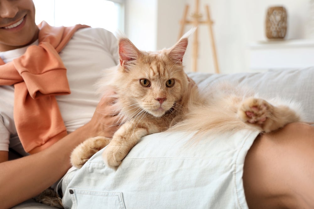 Mesmo grandalhão, o Maine Coon é um gato bastante manhoso e apegado ao tutor