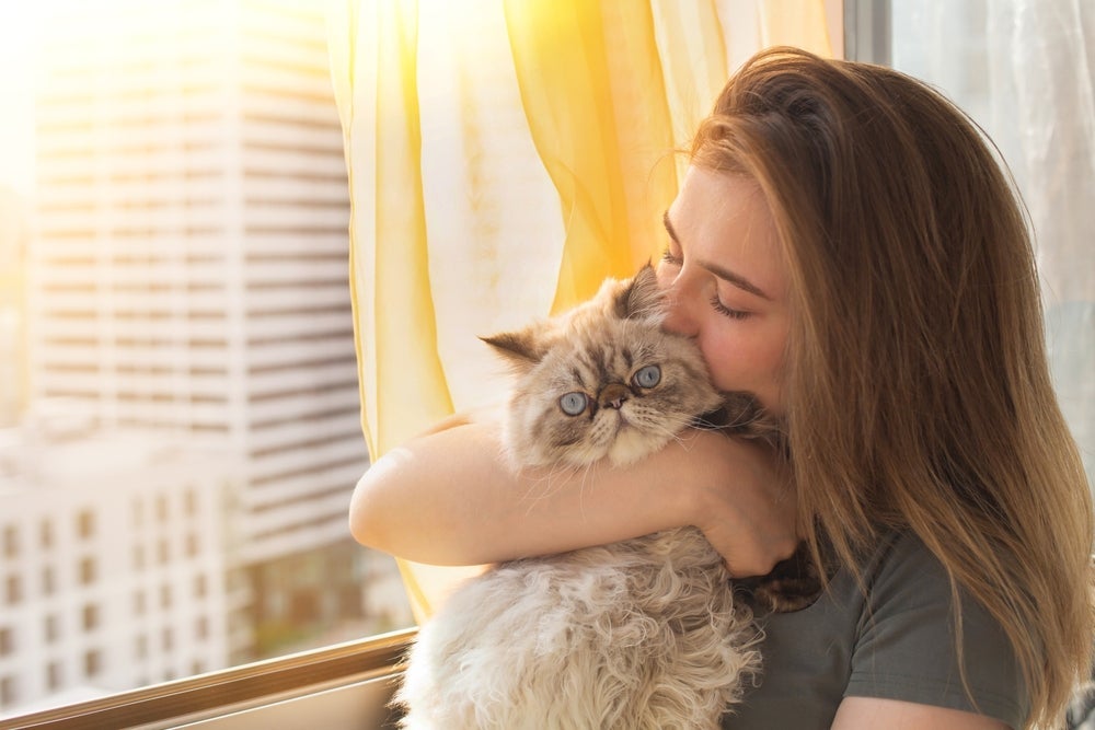 Felpudo e carinhoso, o Persa encanta qualquer tutor que adora companhia