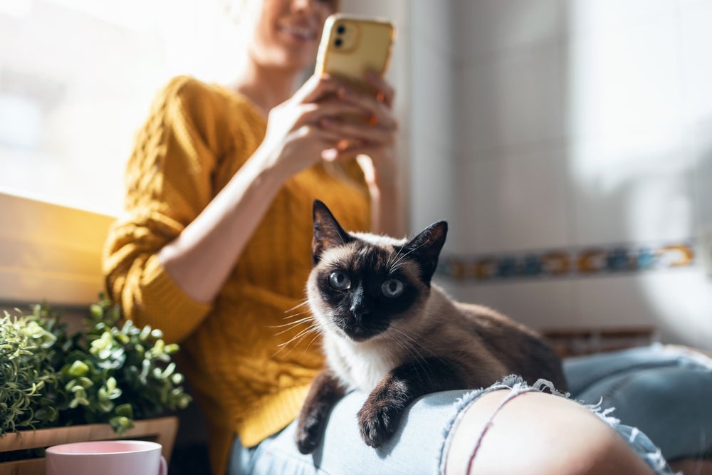 O Siamês adora receber atenção e não gosta de ficar muito tempo sozinho