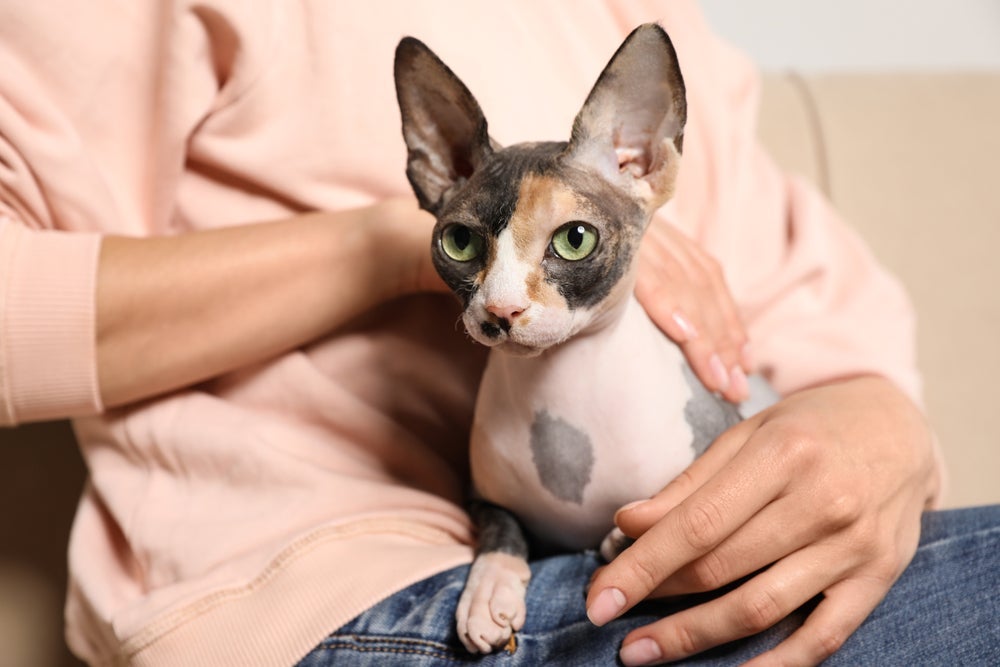 Famoso por não ter pelos, o Sphynx adora calor humano e vive grudado em seus donos