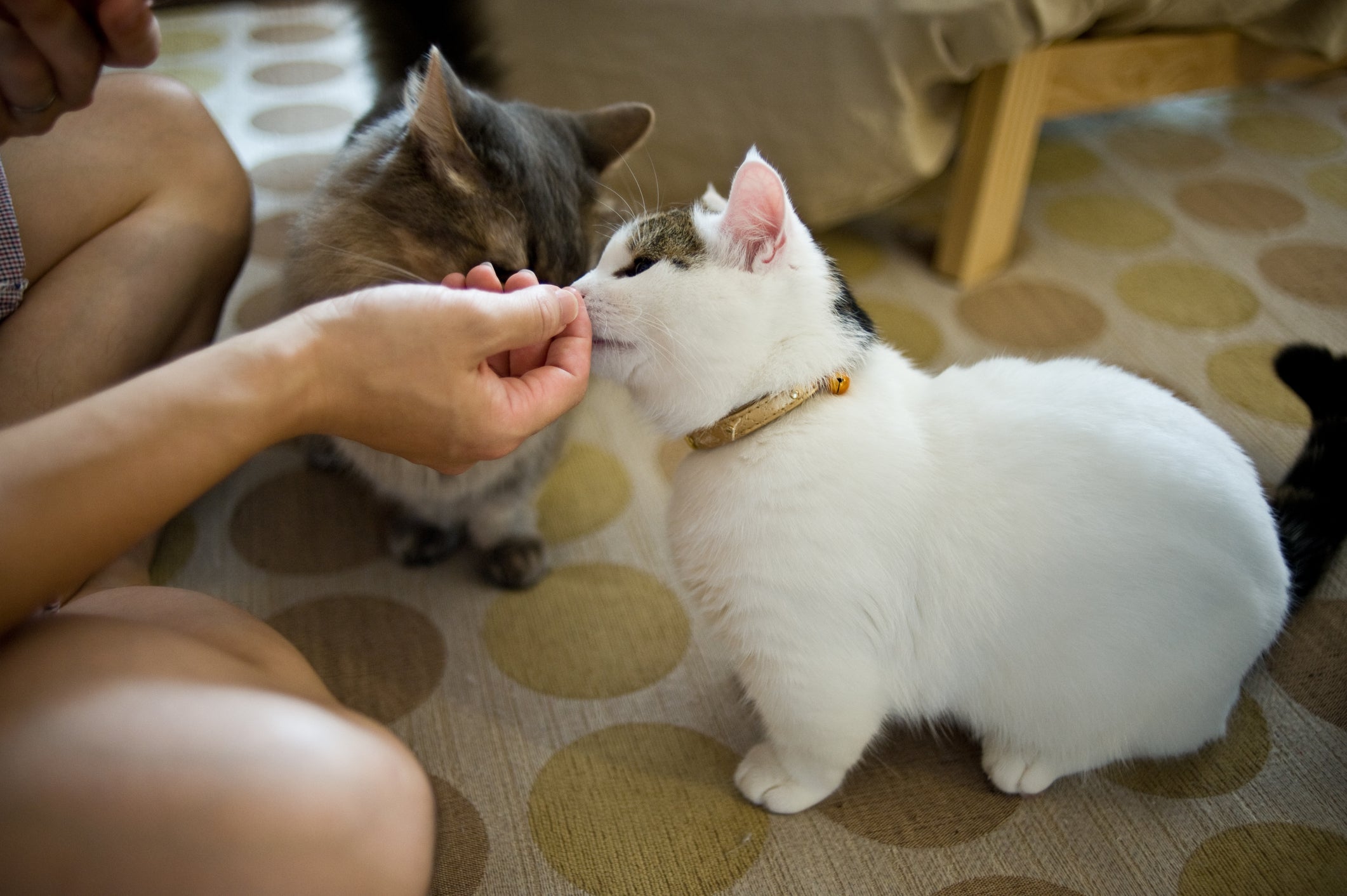 Foto de gato pequeno Munchkin mostra bem as pernas curtinhas características da raça
