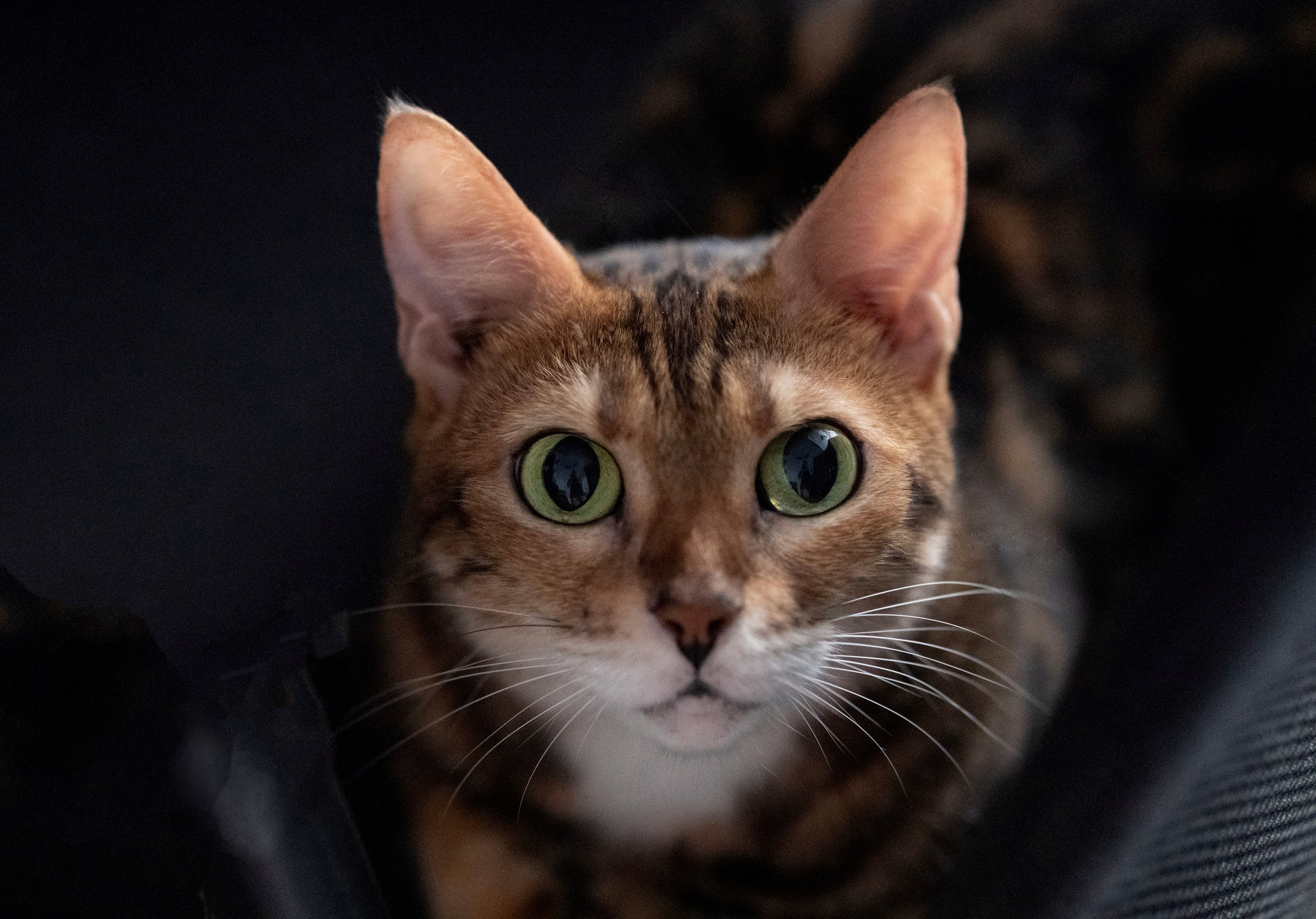 No corpo de um gato, a visão (principalmente a noturna) é um dos sentidos mais aprimorados