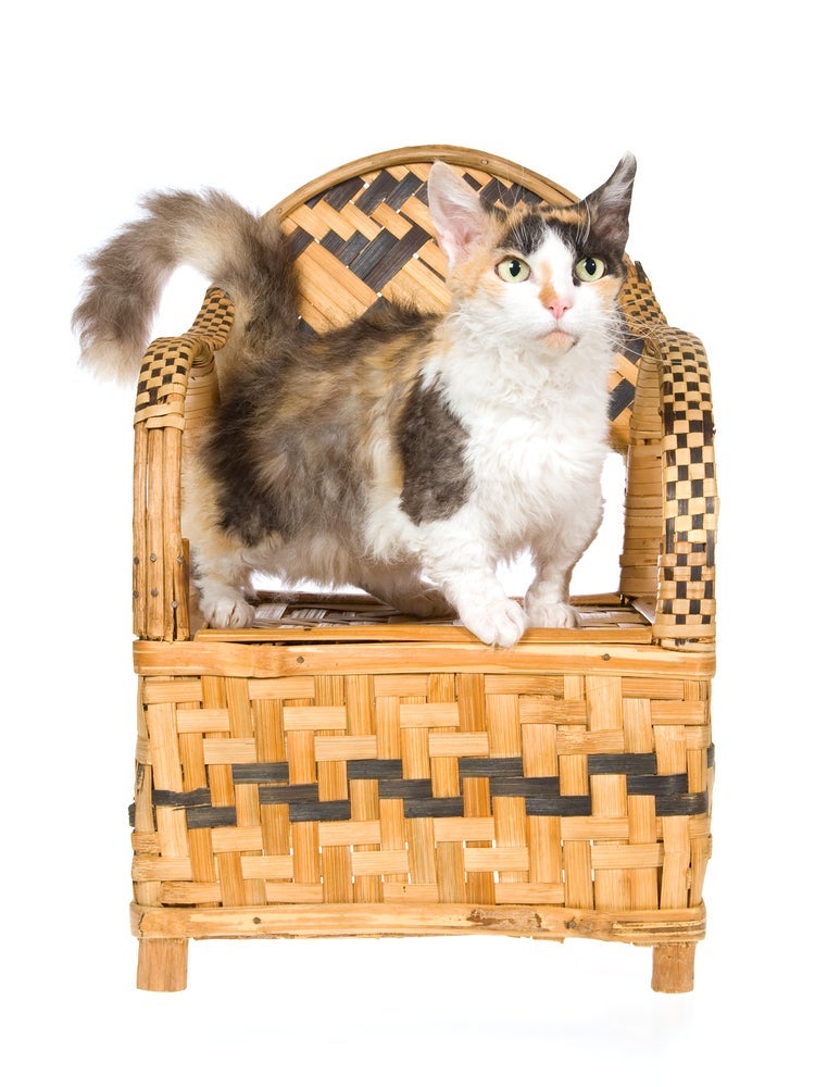 O Skookum é um gato pequeno de pernas curtas e pelo encaracolado