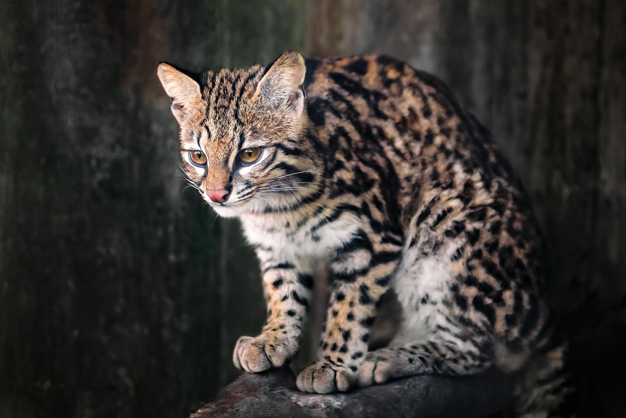 O Gato do Mato Pequeno é um felino selvagem mas que tem o tamanho parecido com o de um doméstico