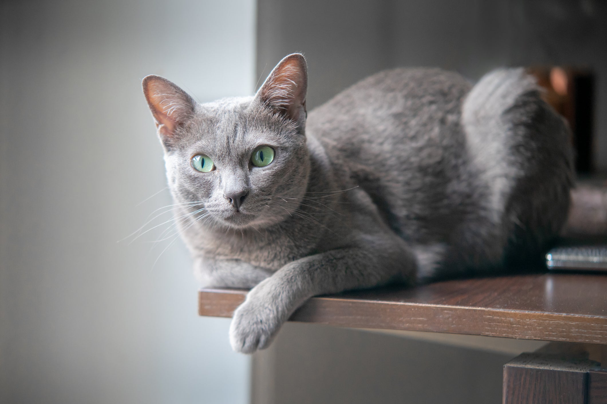 A foto de gato pequeno Korat ressalta a pelagem cinza, característica mais marcante da raça