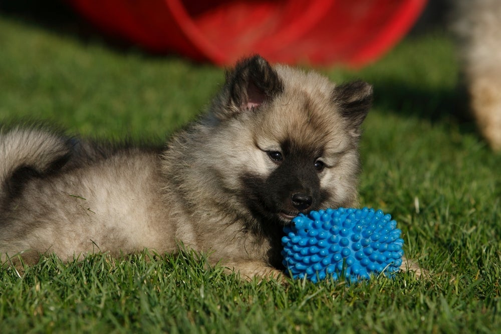 O Keeshond não é uma raça de cachorro muito comum no Brasil