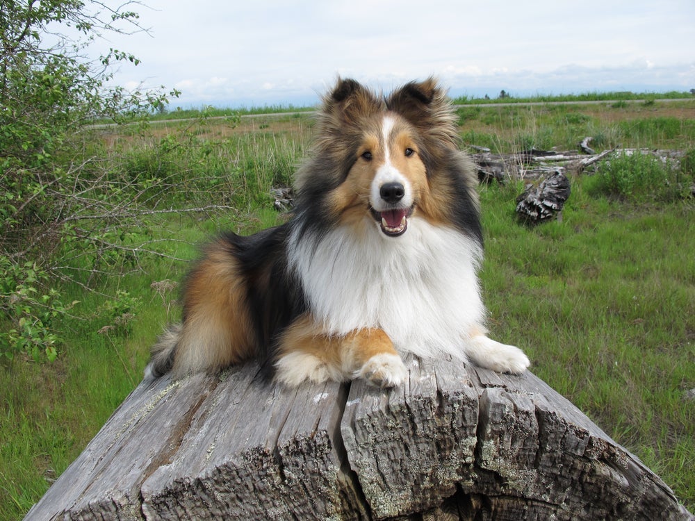 Exercícios físicos são fundamentais para que o Sheltie seja saudável e feliz.
