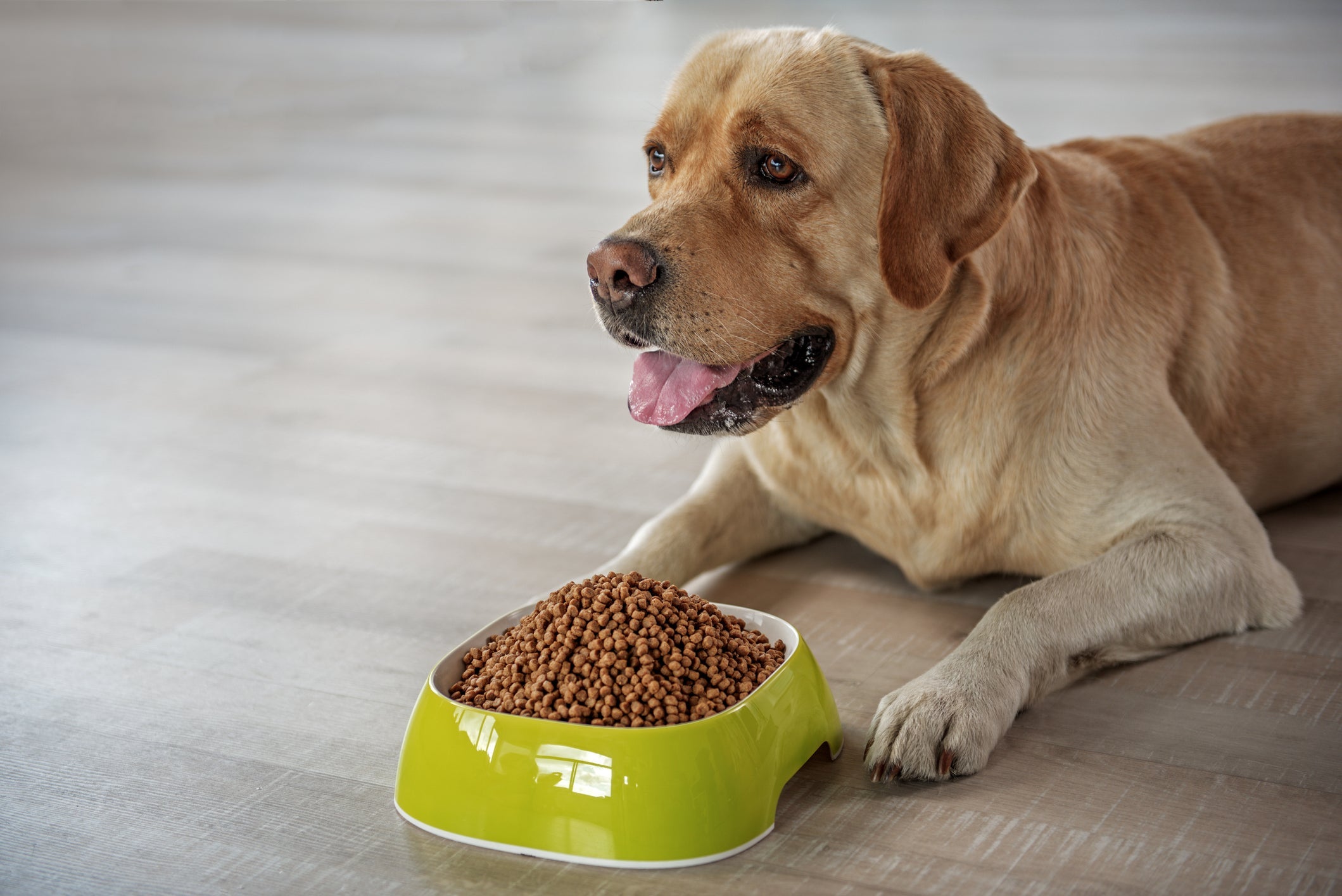 Cachorro comendo muito pode ter relação com doenças, presença de vermes ou alterações comportamentais