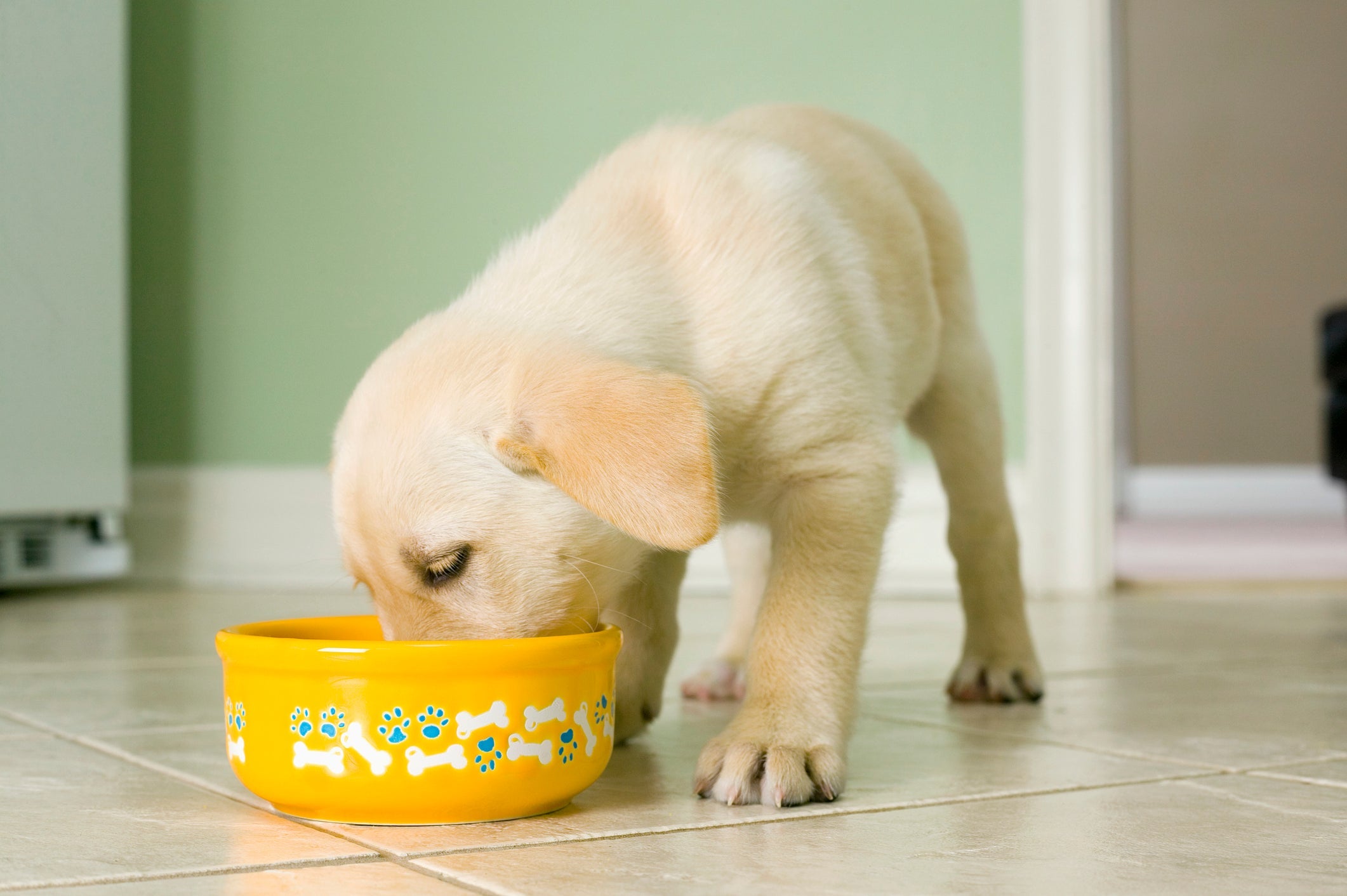 Com a ração renal, cachorro com problemas nos rins passa a contar com nutrientes que ajudam no tratamento