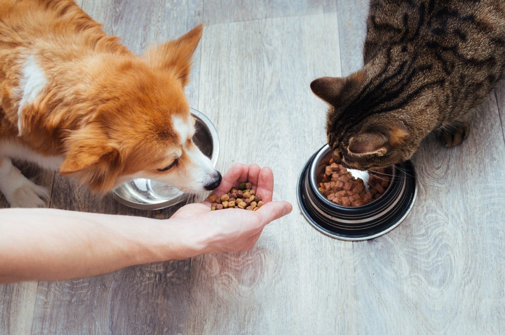 Alimentação do gato e do cachorro são diferentes e cada animal tem necessidades específicas.