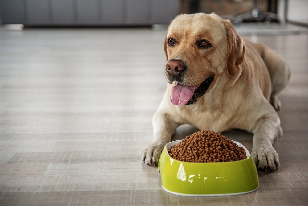 Uma das dicas do que fazer quando o cachorro não quer comer é evitar deixar a ração disponível o tempo todo.