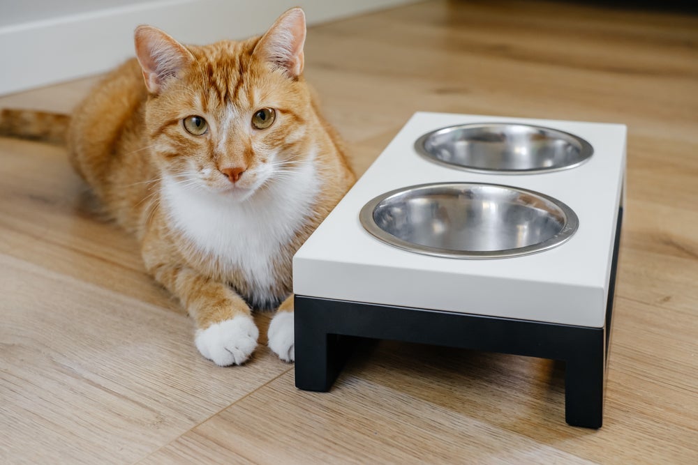 A ração de gato também fica protegida das formigas em comedouros suspensos