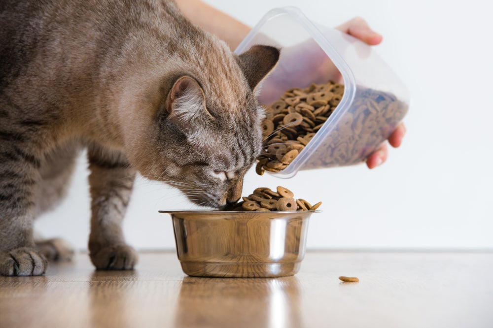 A ração de gato deve ser disponibilizada para o animal apenas nos horários certos das refeições.