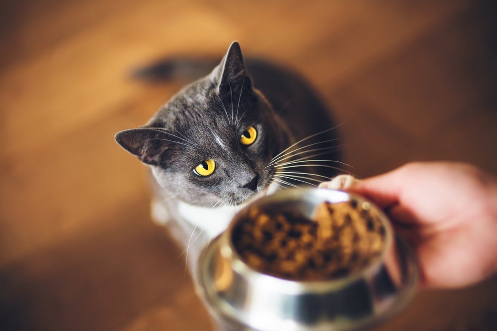 O valor da ração para gatos pode variar. Escolha uma opção que atenda às necessidades nutricionais do seu bichano