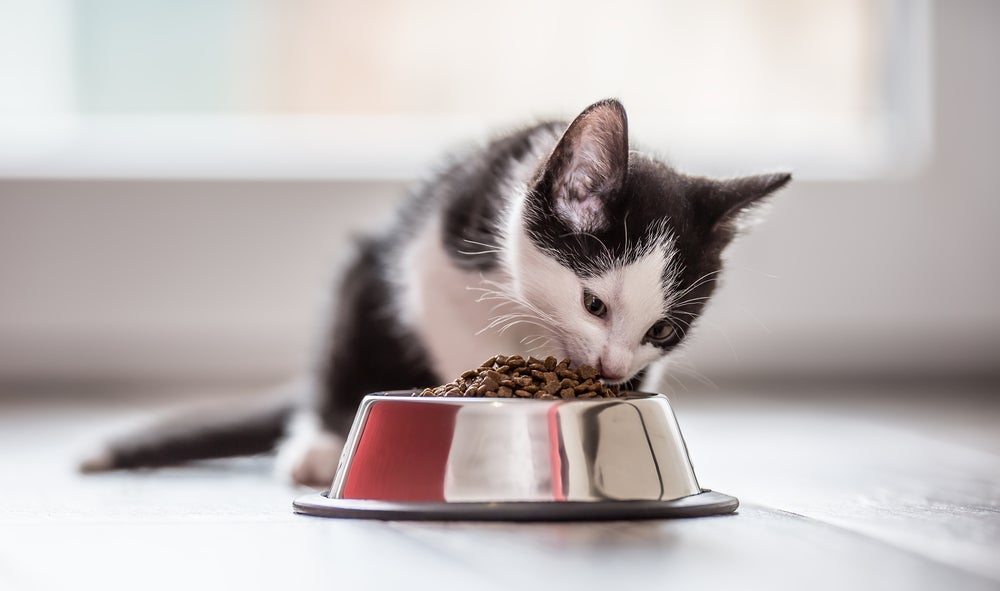 Quando o gato não quer comer ração seca, uma boa dica é umedecer os grãos e amassá-los com um garfo