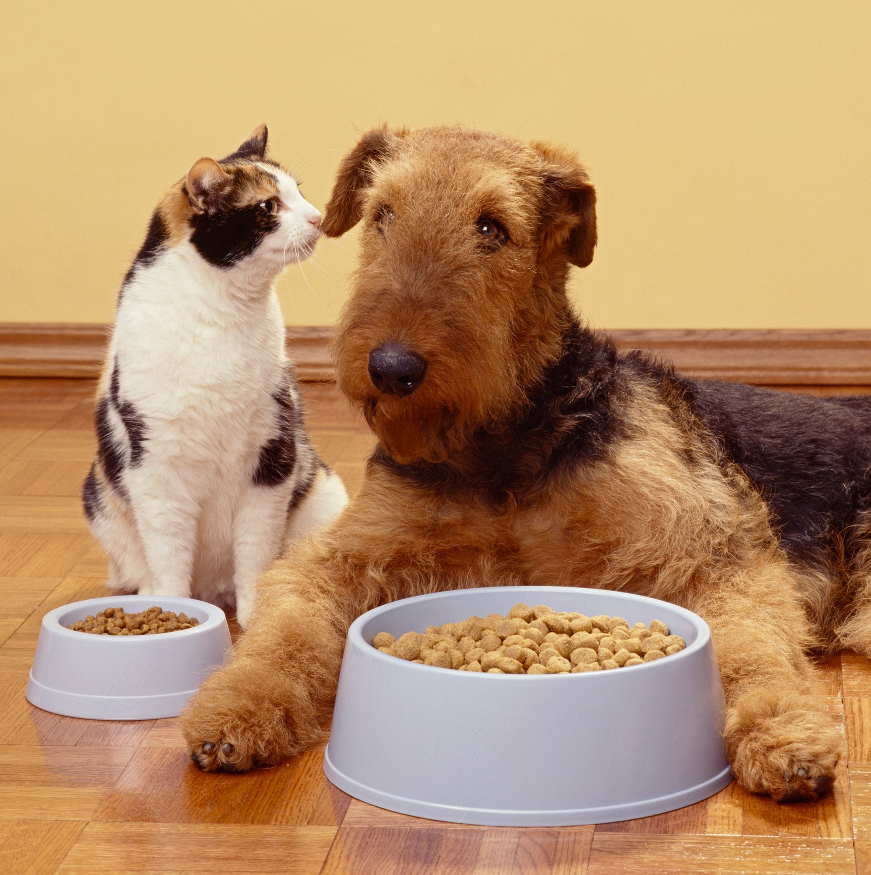 Ração de gato e ração de cachorro devem ser dadas de acordo com a espécie do animal