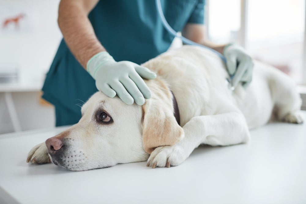 O cachorro com problema no fígado tem cura, mas precisa ser examinado por veterinário