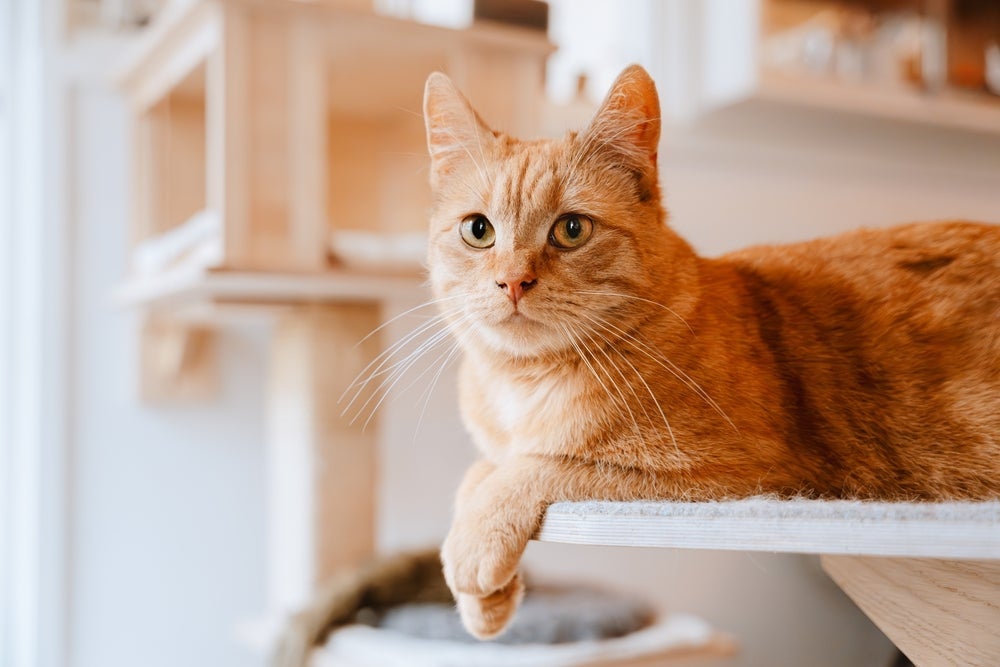 Gatos podem desenvolver alergia alimentar em qualquer fase da vida