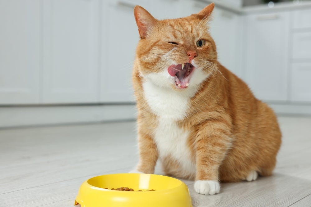 A melhor ração para gatos obesos é uma específica para obesidade e não a light