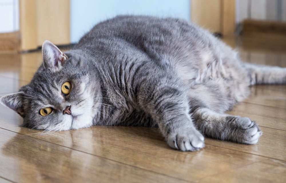 Um gato obeso não vai emagrecer com a ração light