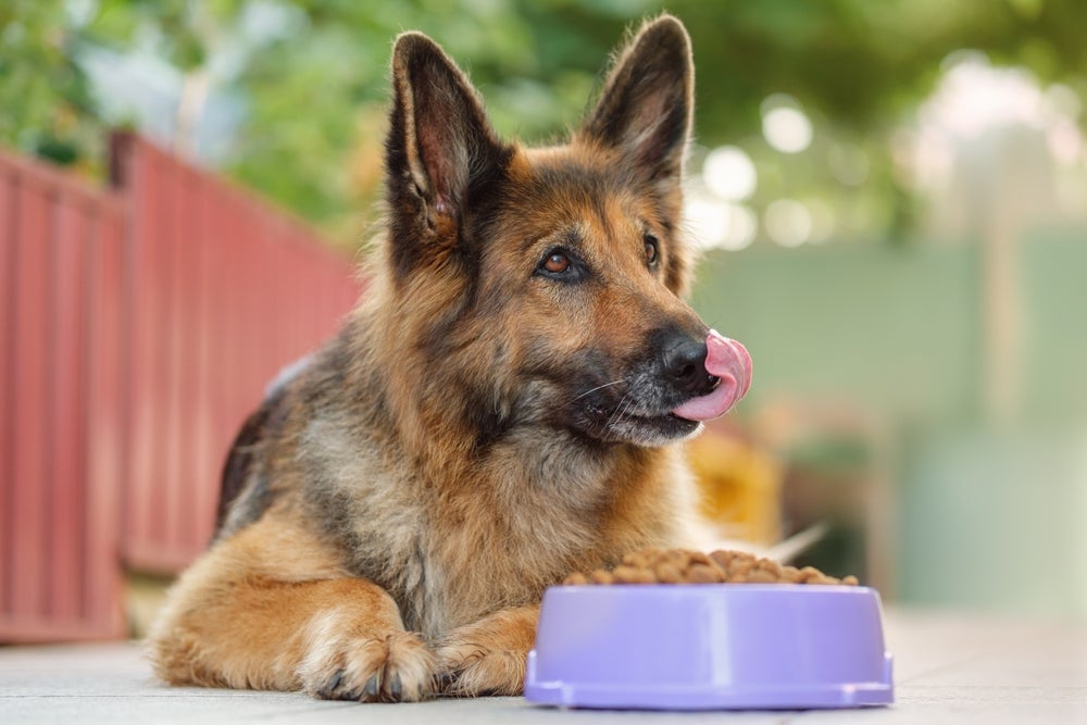 Ração renal, dermatológica, urinária ou para cães obesos precisam ser prescritas por um veterinário