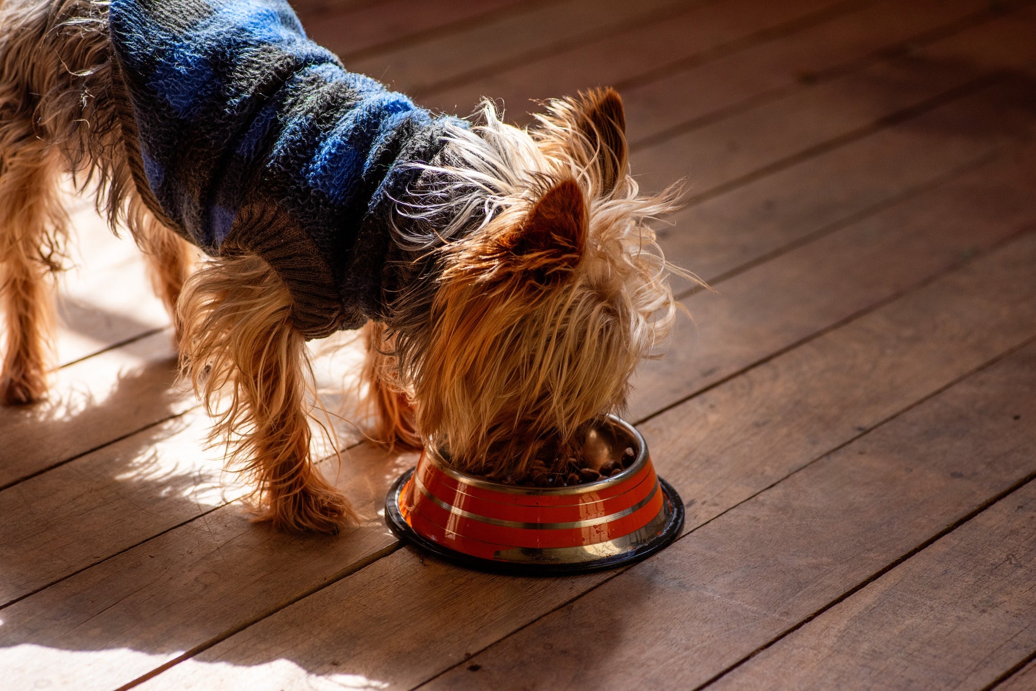 A ração para cachorro precisa conter proteínas, carboidratos, gorduras, vitaminas e minerais