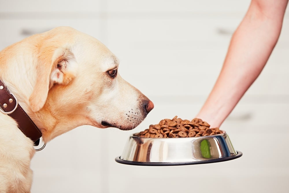 Existem tipos de ração para cachorro específicas para cada fase da vida. 