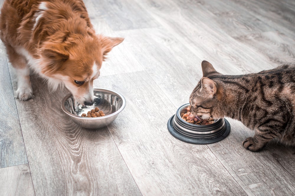 Saber qual a melhor ração para cachorro e gato faz diferença no tratamento da caquexia