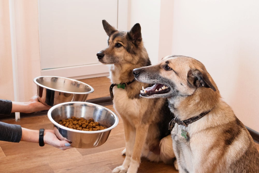Além do pote de ração para cachorro comer devagar, é bom ter uma vasilha para cada animal da casa