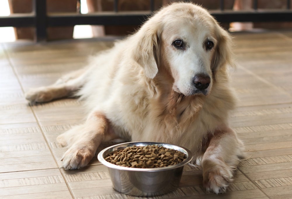 A alimentação e a ração para cachorro idoso precisam de atenção especial. 