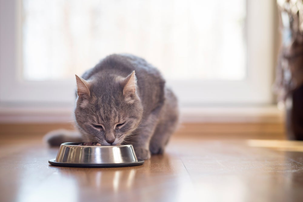 Ração para gato filhote: o seu gatinho deve comer apenas a ração específica para a faixa-etária dele