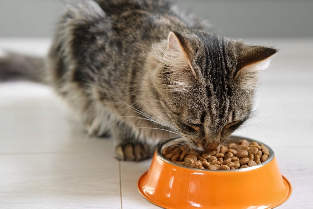 A ração para gatos deve atender às necessidades de cada pet