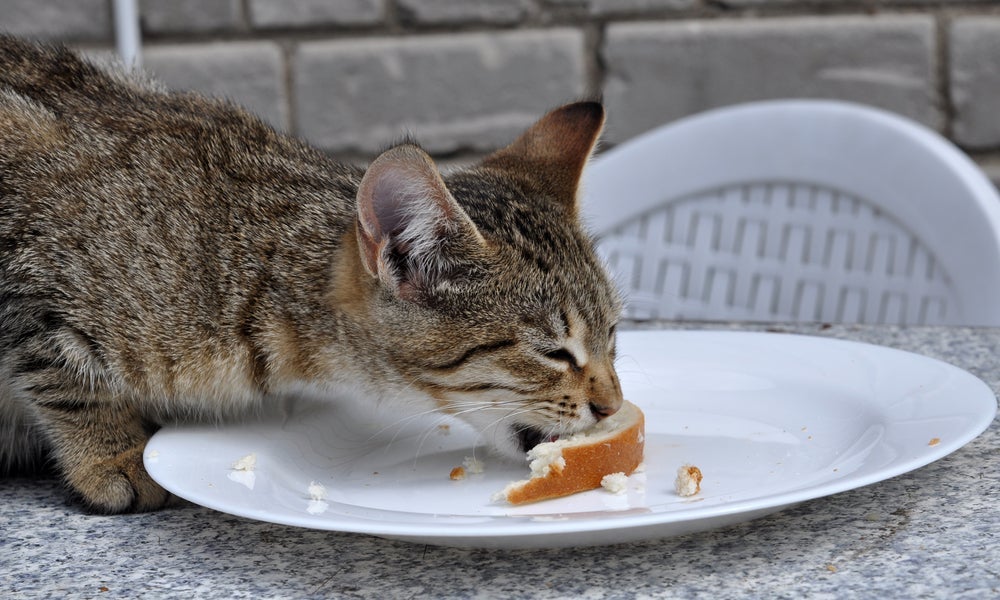 Oferecer comida humana é um hábito que contribui para a obesidade felina