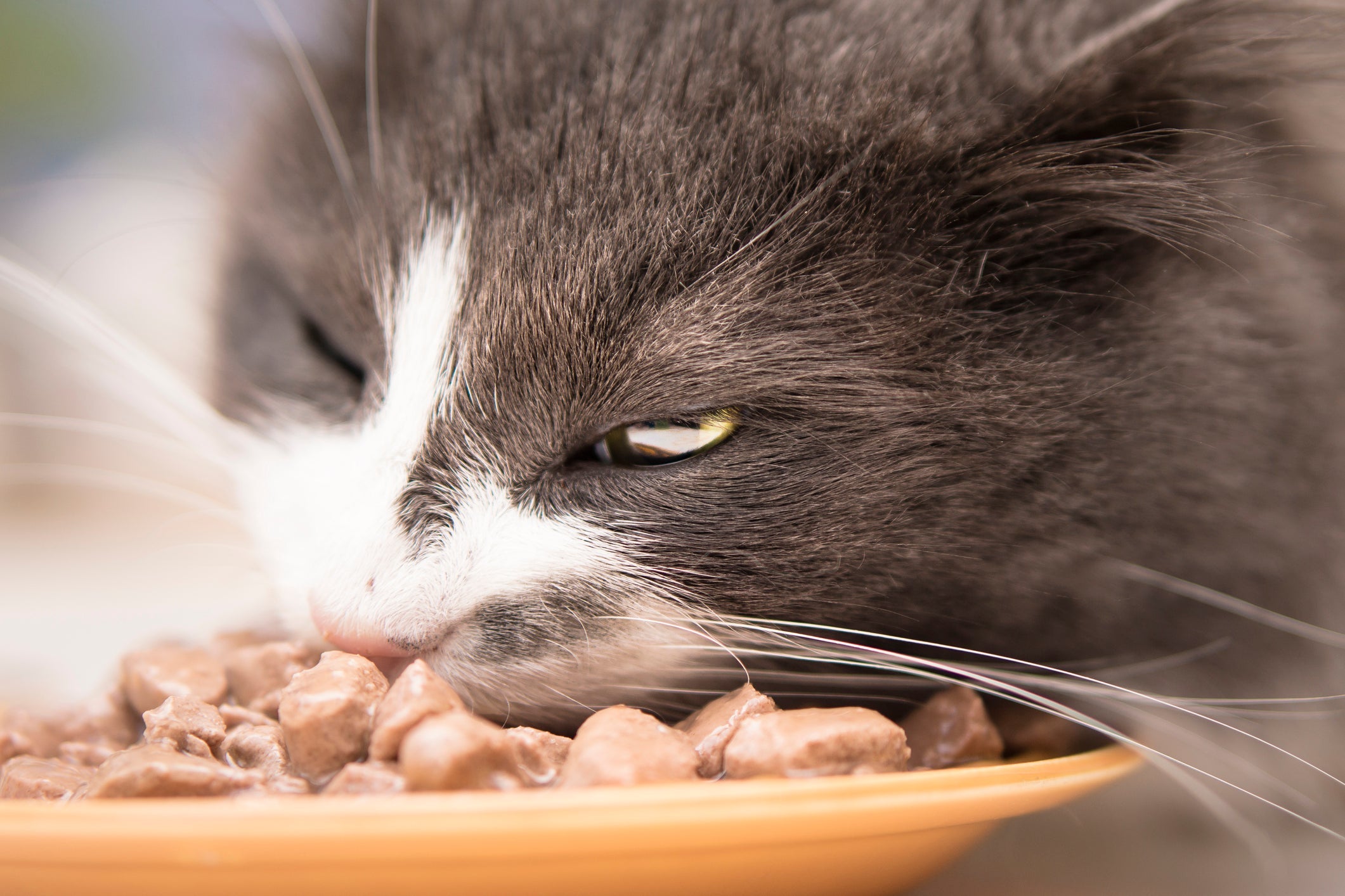 Troca de ração repentina pode deixar o gato com diarreia
