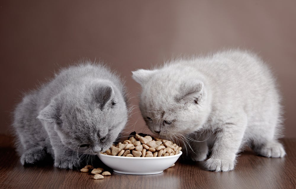 A ração úmida para gatos filhotes faz sucesso