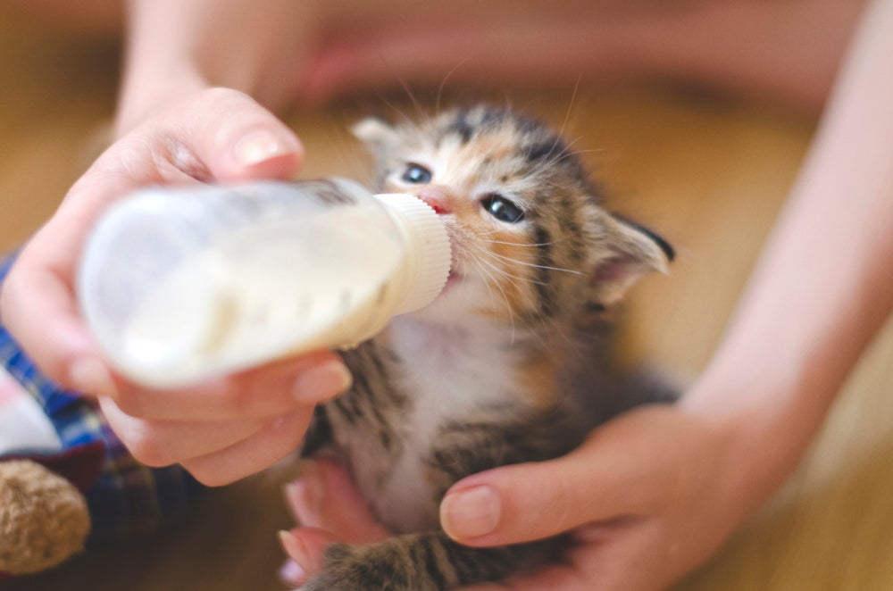 Os gatos só podem beber leite enquanto são filhotes