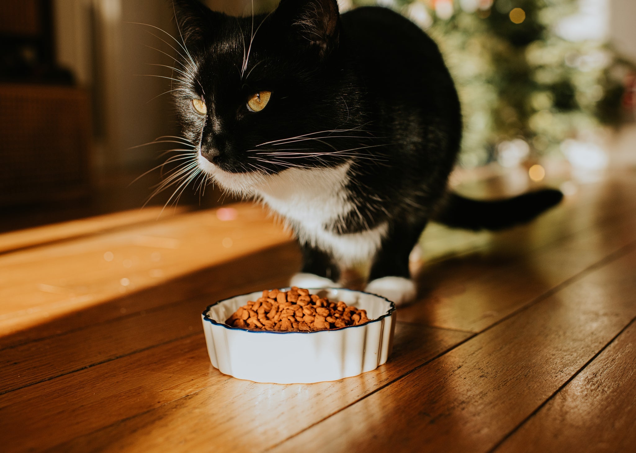 A ração para gato contém proteínas, gorduras, carboidratos, minerais e vitaminas