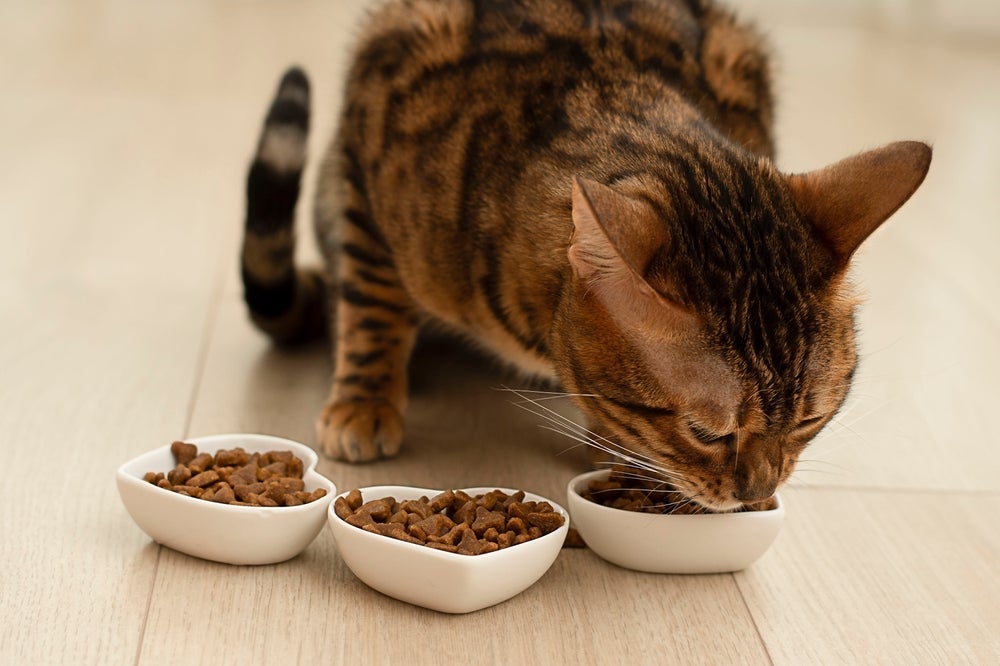 A ração para gato contém os nutrientes necessários para uma vida saudável