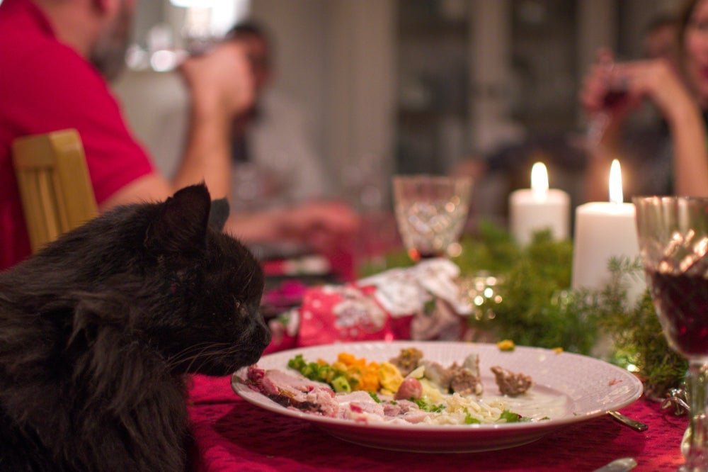 Muitos alimentos da ceia são tóxicos para gatos