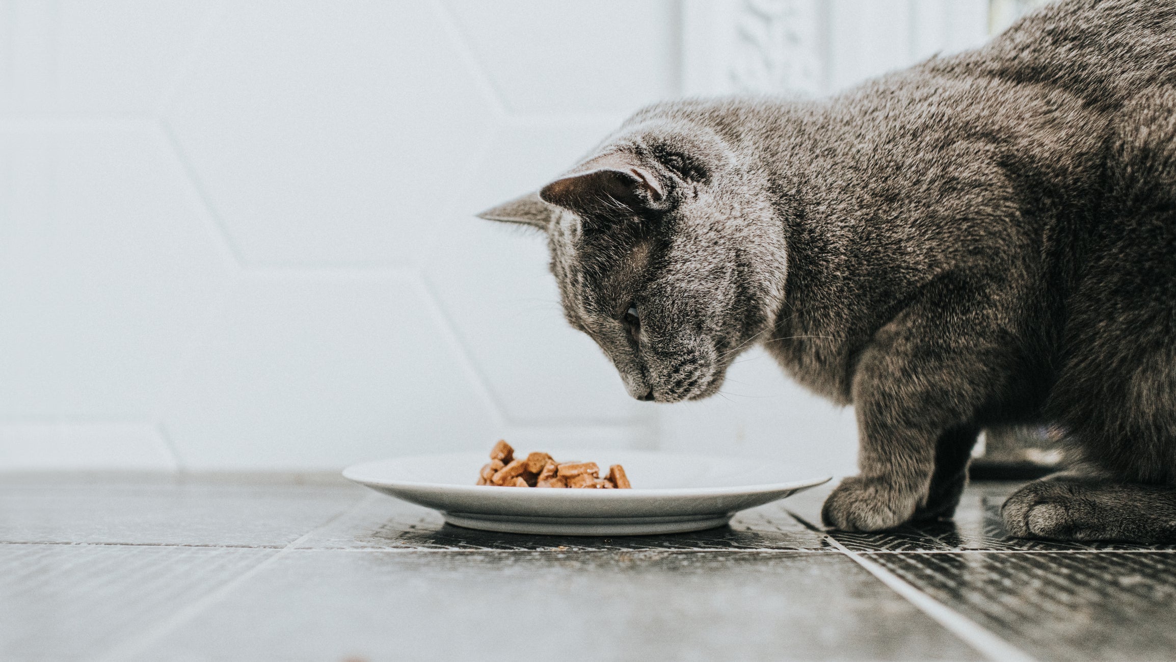 Ração renal: gatos precisam de indicação do médico veterinário para fazer a troca na dieta