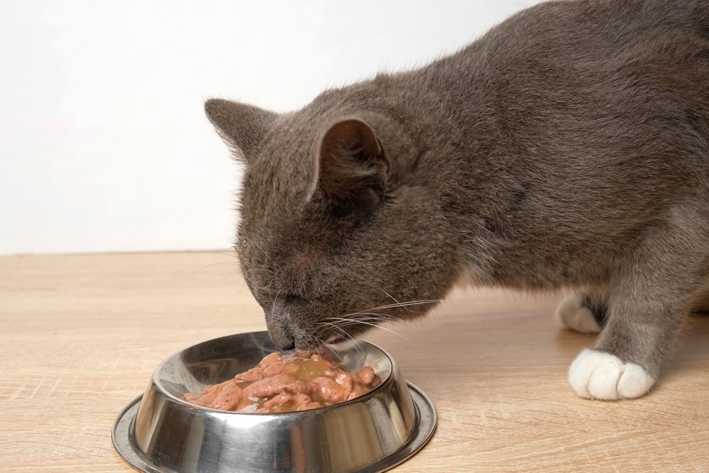 Dar remédio para gato misturado na ração pode ser a solução em alguns casos