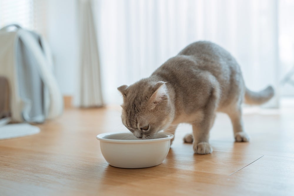 Tanto a ração seca quanto a ração úmida para gatos são opções saudáveis para a saúde do bichano.